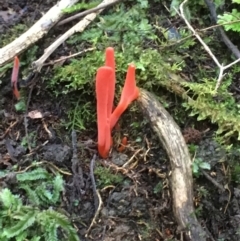 Unidentified Clubs/stalks on soil at Maydena, TAS - 24 Apr 2018 by JimL