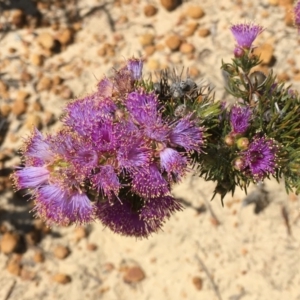 Melaleuca kybeliona at Eneabba, WA - 23 Oct 2018 02:34 PM