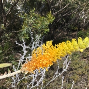 Grevillea eriostachya at Eneabba, WA - 23 Oct 2018 02:33 PM