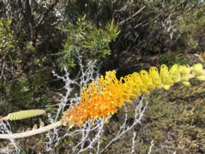 Grevillea eriostachya (Yellow Flame Grevillea) at Eneabba, WA - 23 Oct 2018 by JimL
