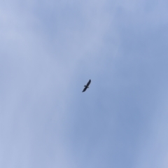 Aquila audax (Wedge-tailed Eagle) at Bullen Range - 19 May 2019 by JimL