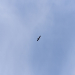 Aquila audax (Wedge-tailed Eagle) at Stromlo, ACT - 19 May 2019 by JimL