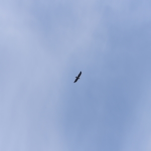 Aquila audax at Stromlo, ACT - 19 May 2019 12:49 PM