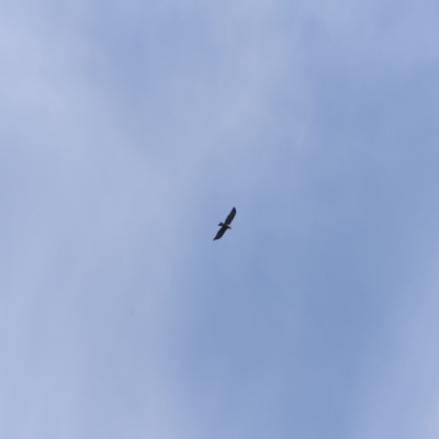 Aquila audax (Wedge-tailed Eagle) at Bullen Range - 19 May 2019 by JimL