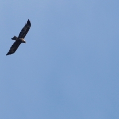 Aquila audax at Stromlo, ACT - 19 May 2019 12:49 PM