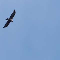 Aquila audax at Stromlo, ACT - 19 May 2019