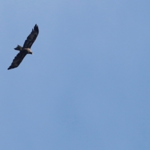 Aquila audax at Stromlo, ACT - 19 May 2019