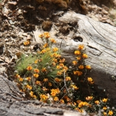 Pultenaea sp. (A Bush Pea) at Mount Clear, ACT - 10 Nov 2019 by JimL