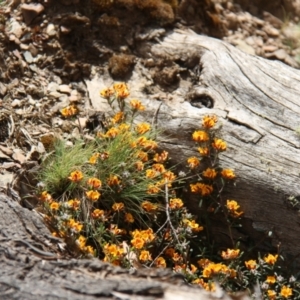 Pultenaea at Mount Clear, ACT - 10 Nov 2019 01:23 PM