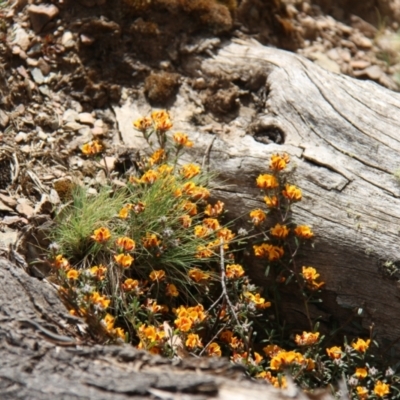 Pultenaea (genus) (bush peas) at Mount Clear, ACT - 10 Nov 2019 by JimL
