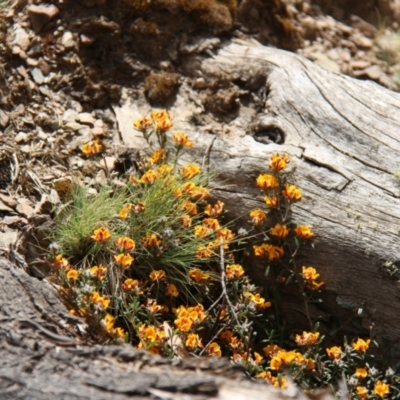 Pultenaea (bush peas) at Mount Clear, ACT - 10 Nov 2019 by JimL