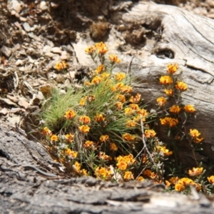 Pultenaea sp. at Mount Clear, ACT - 10 Nov 2019