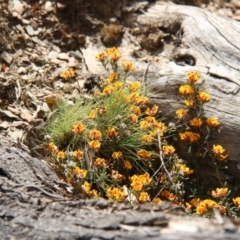 Pultenaea sp. at Mount Clear, ACT - 10 Nov 2019