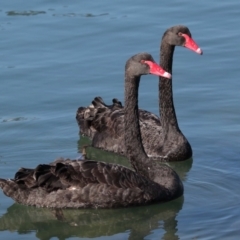 Cygnus atratus (Black Swan) at Ormiston, QLD - 18 Jun 2023 by TimL