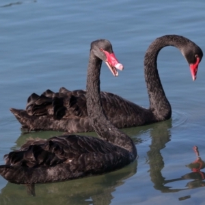 Cygnus atratus at Ormiston, QLD - 18 Jun 2023