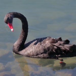 Cygnus atratus at Ormiston, QLD - 18 Jun 2023