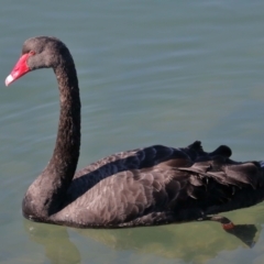 Cygnus atratus at Ormiston, QLD - 18 Jun 2023