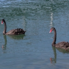 Cygnus atratus at Ormiston, QLD - 18 Jun 2023