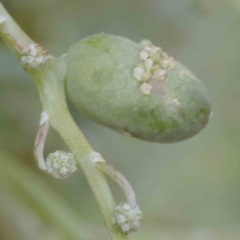 Unidentified gall of Acacia sp. at Turner, ACT - 6 Apr 2023 by ConBoekel