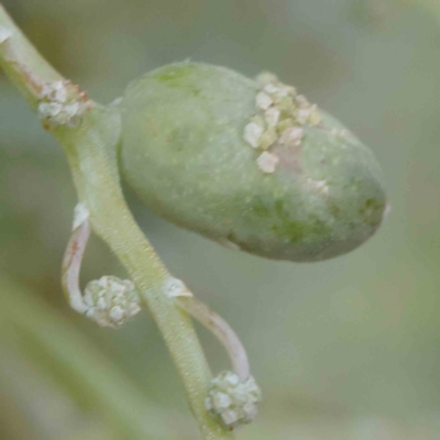 Unverified gall of Acacia sp. at Turner, ACT - 6 Apr 2023 by ConBoekel