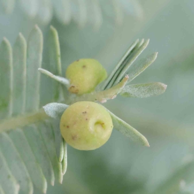 Austroacacidiplosis botrycephalae (A Gall Midge) at Sullivans Creek, Turner - 5 Apr 2023 by ConBoekel