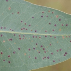 Eucalyptus insect gall at Turner, ACT - 6 Apr 2023 by ConBoekel