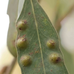 Eucalyptus insect gall at Sullivans Creek, Turner - 6 Apr 2023 by ConBoekel