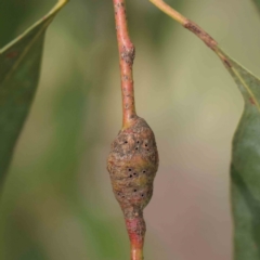 Eucalyptus insect gall at Sullivans Creek, Turner - 6 Apr 2023 by ConBoekel
