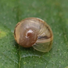 Cornu aspersum (Common Garden Snail) at Sullivans Creek, Turner - 6 Apr 2023 by ConBoekel