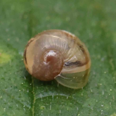 Cornu aspersum (Common Garden Snail) at Haig Park - 6 Apr 2023 by ConBoekel