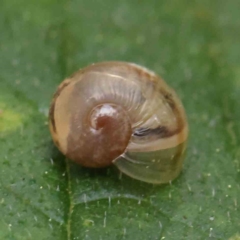 Cornu aspersum (Common Garden Snail) at Turner, ACT - 6 Apr 2023 by ConBoekel