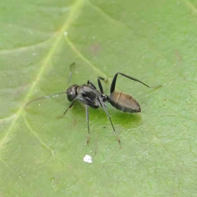 Camponotus aeneopilosus (A Golden-tailed sugar ant) at Sullivans Creek, Turner - 6 Apr 2023 by ConBoekel