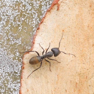 Camponotus aeneopilosus (A Golden-tailed sugar ant) at Sullivans Creek, Turner - 6 Apr 2023 by ConBoekel