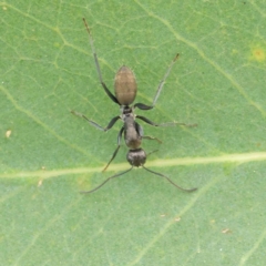 Camponotus aeneopilosus (A Golden-tailed sugar ant) at Turner, ACT - 6 Apr 2023 by ConBoekel