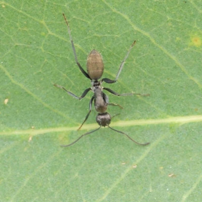 Camponotus aeneopilosus (A Golden-tailed sugar ant) at Sullivans Creek, Turner - 6 Apr 2023 by ConBoekel
