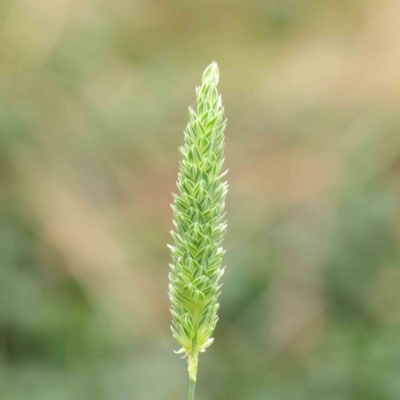 Phalaris aquatica (Phalaris, Australian Canary Grass) at City Renewal Authority Area - 6 Apr 2023 by ConBoekel