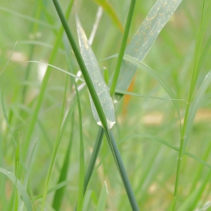 Phalaris aquatica at Turner, ACT - 6 Apr 2023 02:19 PM