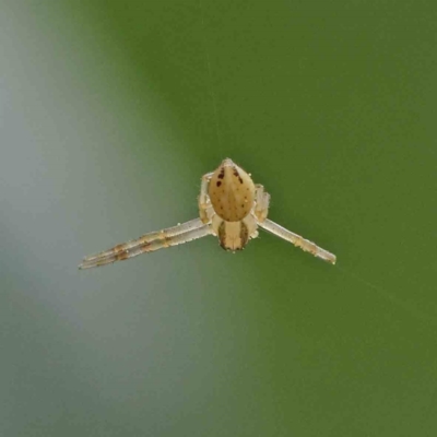 Thomisidae (family) (Unidentified Crab spider or Flower spider) at City Renewal Authority Area - 6 Apr 2023 by ConBoekel