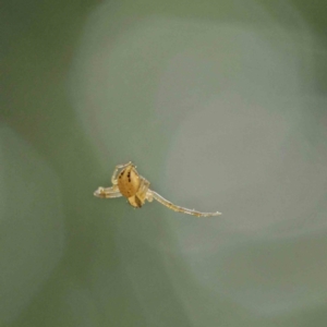 Thomisidae (family) at Turner, ACT - 6 Apr 2023