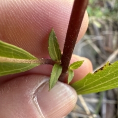 Ageratina riparia (Mistflower) at Kangaroo Valley, NSW - 19 Jun 2023 by lbradley