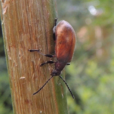 Ecnolagria grandis (Honeybrown beetle) at Conder, ACT - 3 Dec 2022 by michaelb