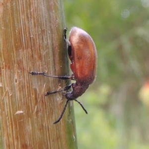 Ecnolagria grandis at Conder, ACT - 3 Dec 2022