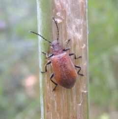 Ecnolagria grandis at Conder, ACT - 3 Dec 2022