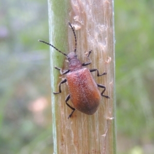 Ecnolagria grandis at Conder, ACT - 3 Dec 2022 05:22 PM