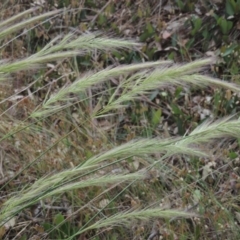 Dichelachne (genus) (Plume Grasses) at Bowning, NSW - 11 Dec 2022 by MichaelBedingfield