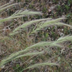 Dichelachne sp. (Plume Grasses) at Bowning, NSW - 11 Dec 2022 by MichaelBedingfield