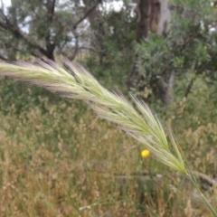 Dichelachne sp. at Bowning, NSW - 11 Dec 2022 02:53 PM