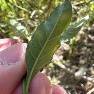 Solanum pseudocapsicum at Kangaroo Valley, NSW - suppressed