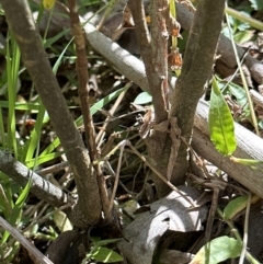 Solanum pseudocapsicum at Kangaroo Valley, NSW - suppressed