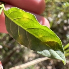 Solanum pseudocapsicum at Kangaroo Valley, NSW - suppressed